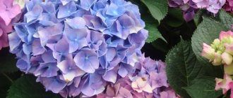Снимка на хортензия