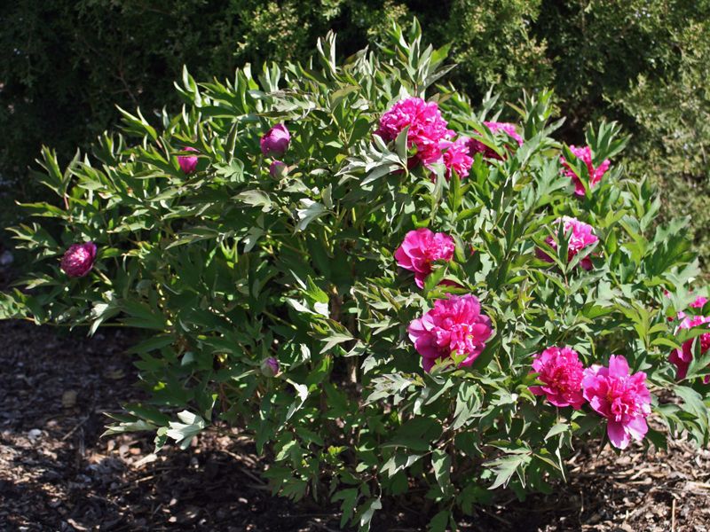 Πολυετές - δενδρώδης παιωνία Φωτογραφία μιας δενδρώδους παιώνιας