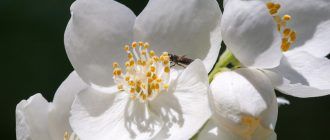 Снимка на филипинка