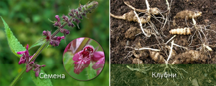 Методи за размножаване на стахис