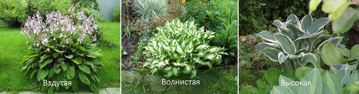 Κύριες ποικιλίες hostas Ποικιλίες Hosta