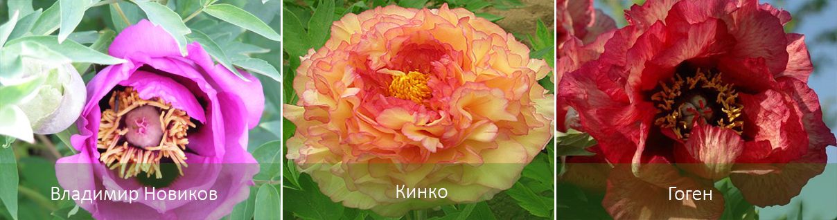 Υπάρχουσες ποικιλίες για την περιοχή της Μόσχας Ποικιλίες για την περιοχή της Μόσχας