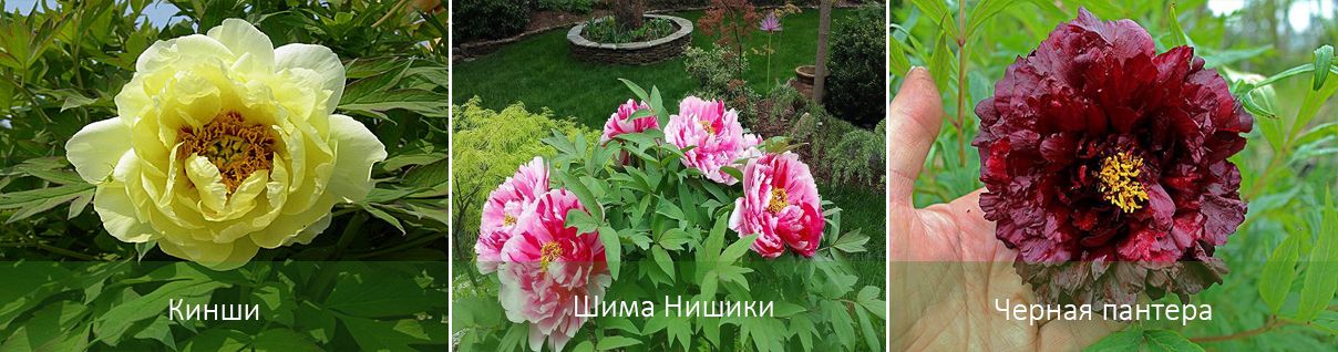 Οι κύριες ποικιλίες της παιώνιας των δέντρων Ποικιλίες παιώνιας δέντρων