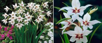 Цвете на ацидантера