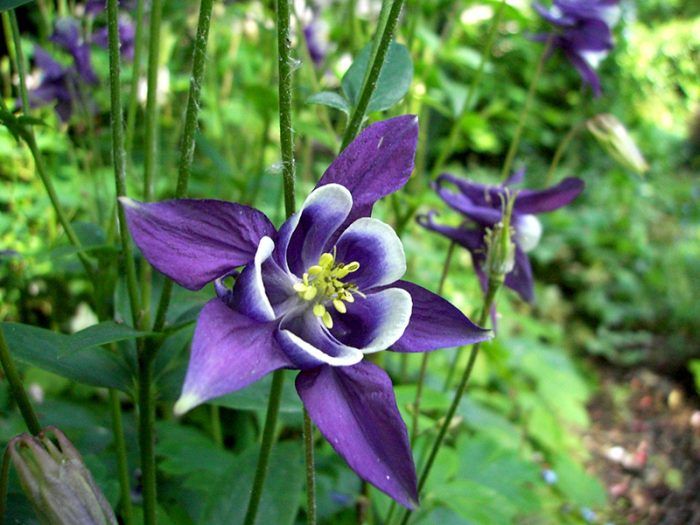 Λουλούδι Aquilegia Ακουιλέγια