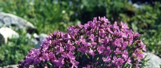 Цъфтящ арабис