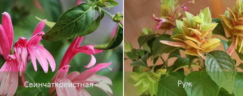 Плумбаго и Руж Видове Белоперон