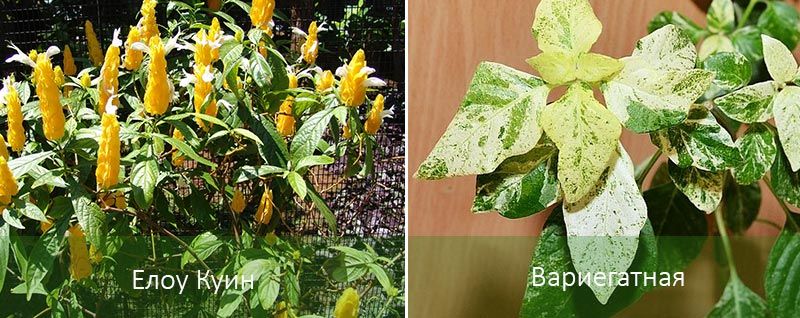 Жълта кралица и пъстра Разновидности на Белоперон