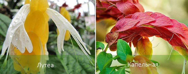 Капелная и Лутея Сортове Белоперон