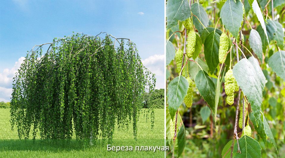 Плачеща бреза