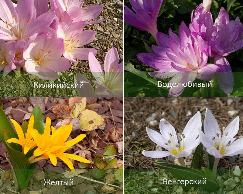 Υδρόφιλα και άλλα είδη κολχικού Τύποι Κολχικού