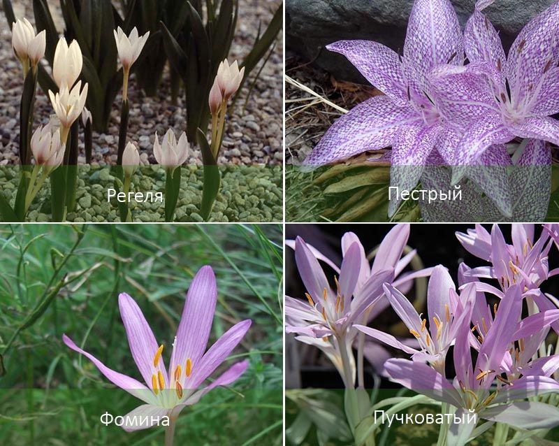 Ποικίλα και άλλα είδη Ποικιλίες Colchicum