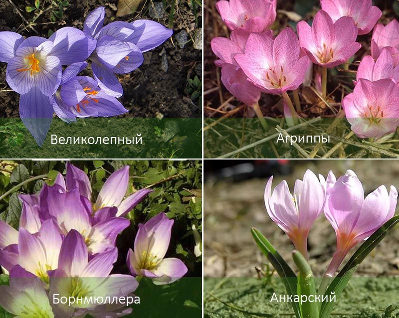 Μεγαλοπρεπής και άλλοι τύποι Ποικιλίες Colchicum