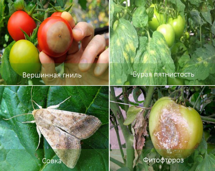 Ασθένειες και παράσιτα της ροζ τομάτας με μέλι