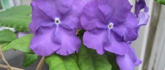 Брунфелсия