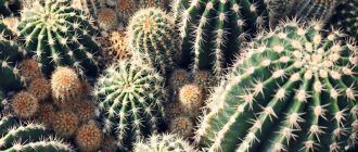 Снимка на кактуси