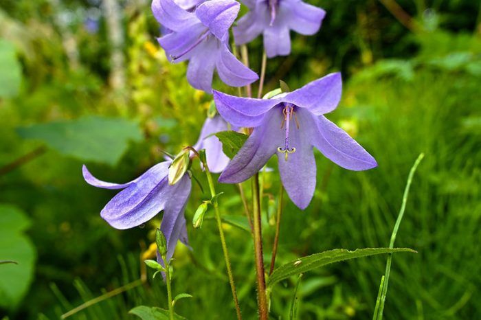 Λουλούδι καμπανούλας Κουδούνι