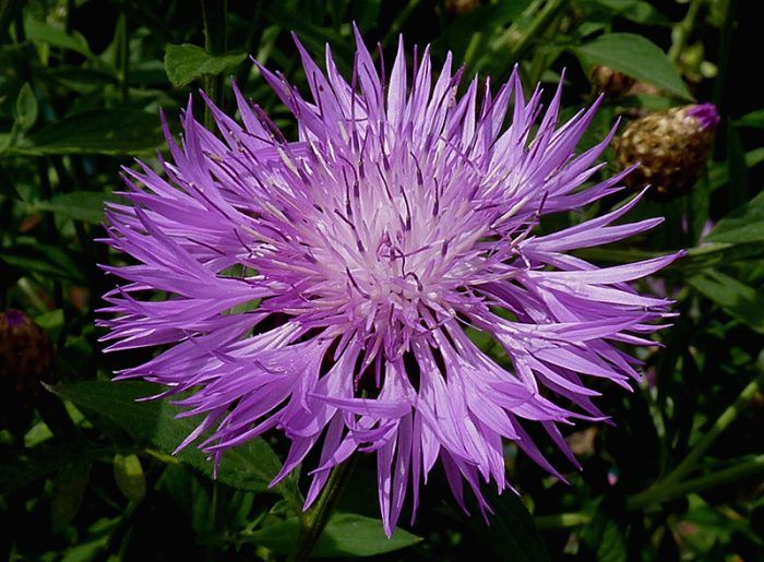 Άνθος κενταύριας Χόρτο