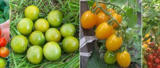 Най-добрите сортове чери домати