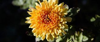 Хризантема