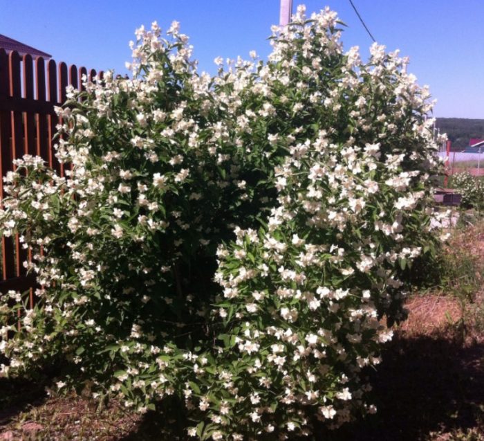 Ποικιλία αλάβαστρου