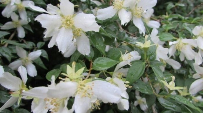 Ποικιλία χιονοστιβάδας