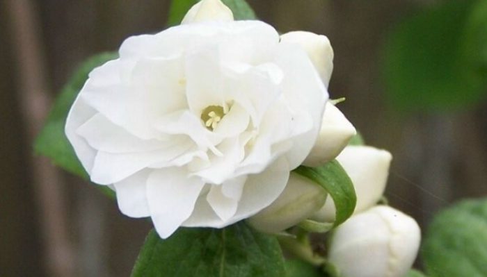 Ποικιλία White Lady