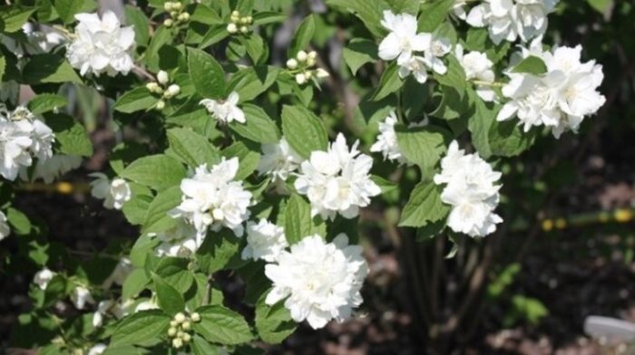 Ποικιλία Ελμπρούς