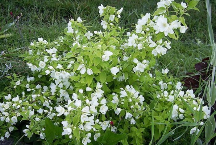 Ποικιλία Ερμίνας Μαντλ