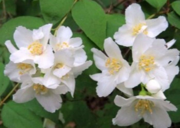 Ψεύτικο πορτοκάλι του Lemoine