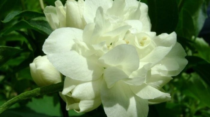 Ποικιλία Moonlight