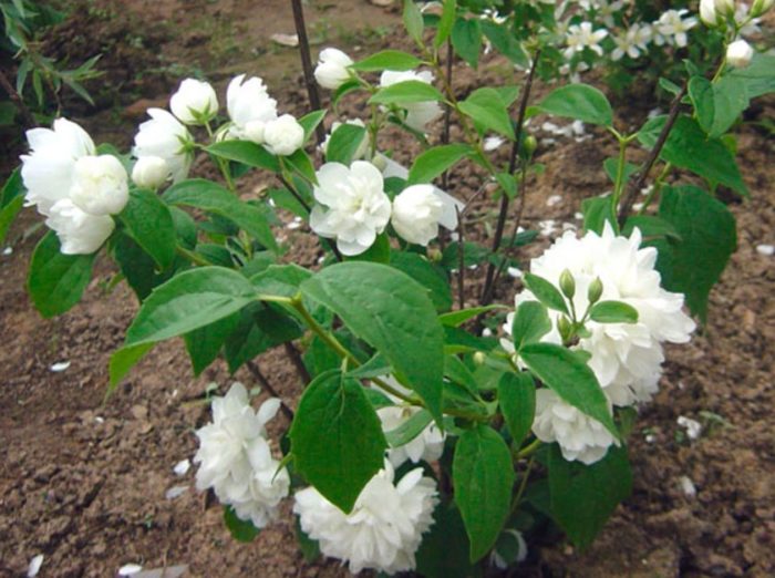 Ποικιλία ψεύτικου πορτοκαλιού 'Charm'