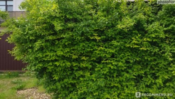 Ψεύτικο πορτοκάλι το καλοκαίρι