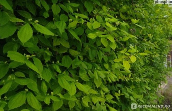 Ψεύτικο πορτοκαλί φύλλωμα