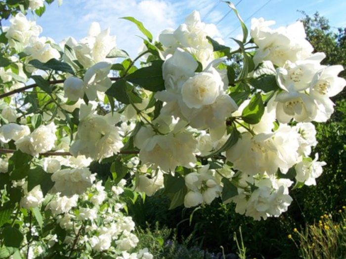 Ποικιλία Schneeshturm