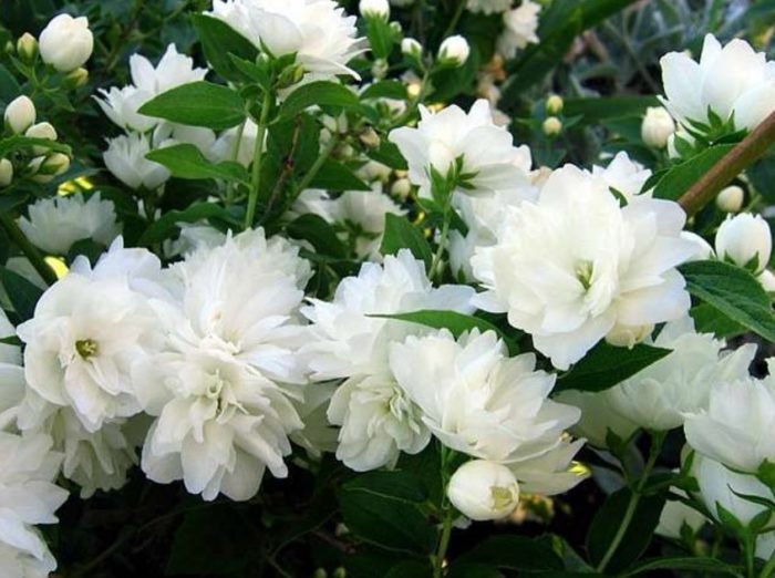 Ποικιλία χιονοθύελλας