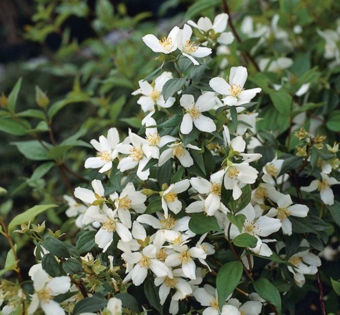 Ποικιλία Starbright