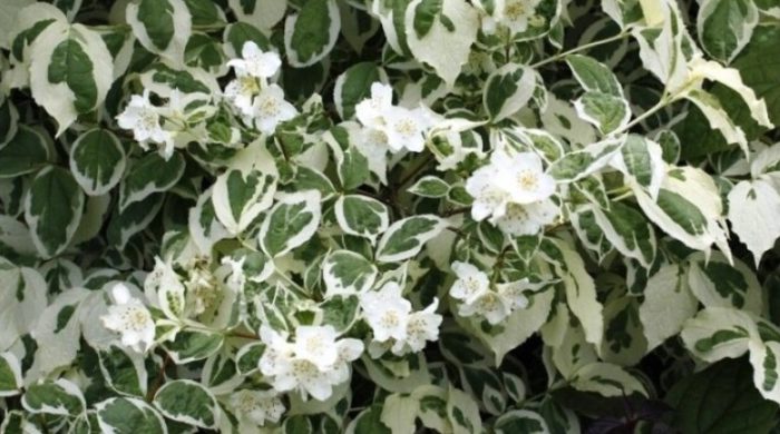 Ποικιλία Variegatus