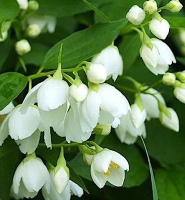 Αερομεταφερόμενη ποικιλία