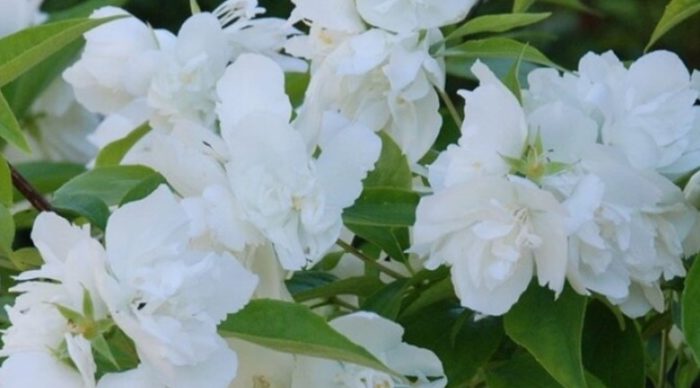 Ποικιλία μαργαριταριών