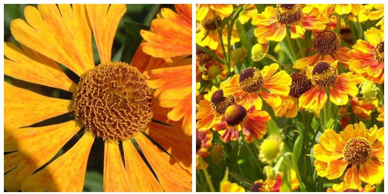 Ποικιλία κοκάρδας Κοκκάδα Helenium