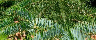 Снимка на иглолистно дърво