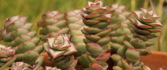 Красула или мастно растение