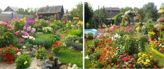 Цветя в пейзажа