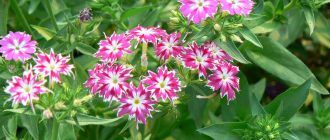 Флокс Дръмонд