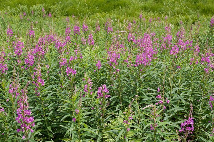 Λουλούδι Fireweed Φωτιά