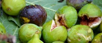 Как да отглеждаме смокини у дома