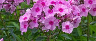 Флоксови цветя