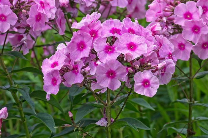 Флоксови цветя