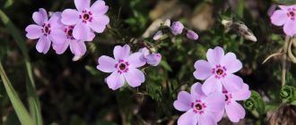 Отглеждане на флокс от семена